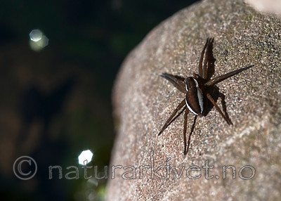 BB 12 0402 / Dolomedes fimbriatus